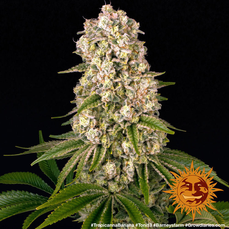 BARNEY'S FARM  TROPICANNA BANANA FEM  1 SEME