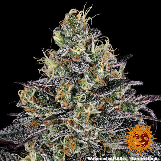 BARNEY'S FARM  WATERMELON ZKITTLEZ FEM  3 SEMI