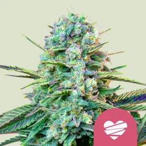 ROYAL QUEEN SEEDS  WEDDING CRASHER FEM  3 SEMI
