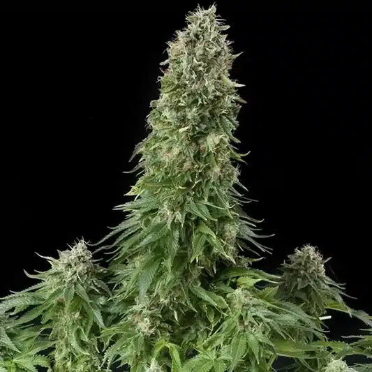 Clone Di White Siberian